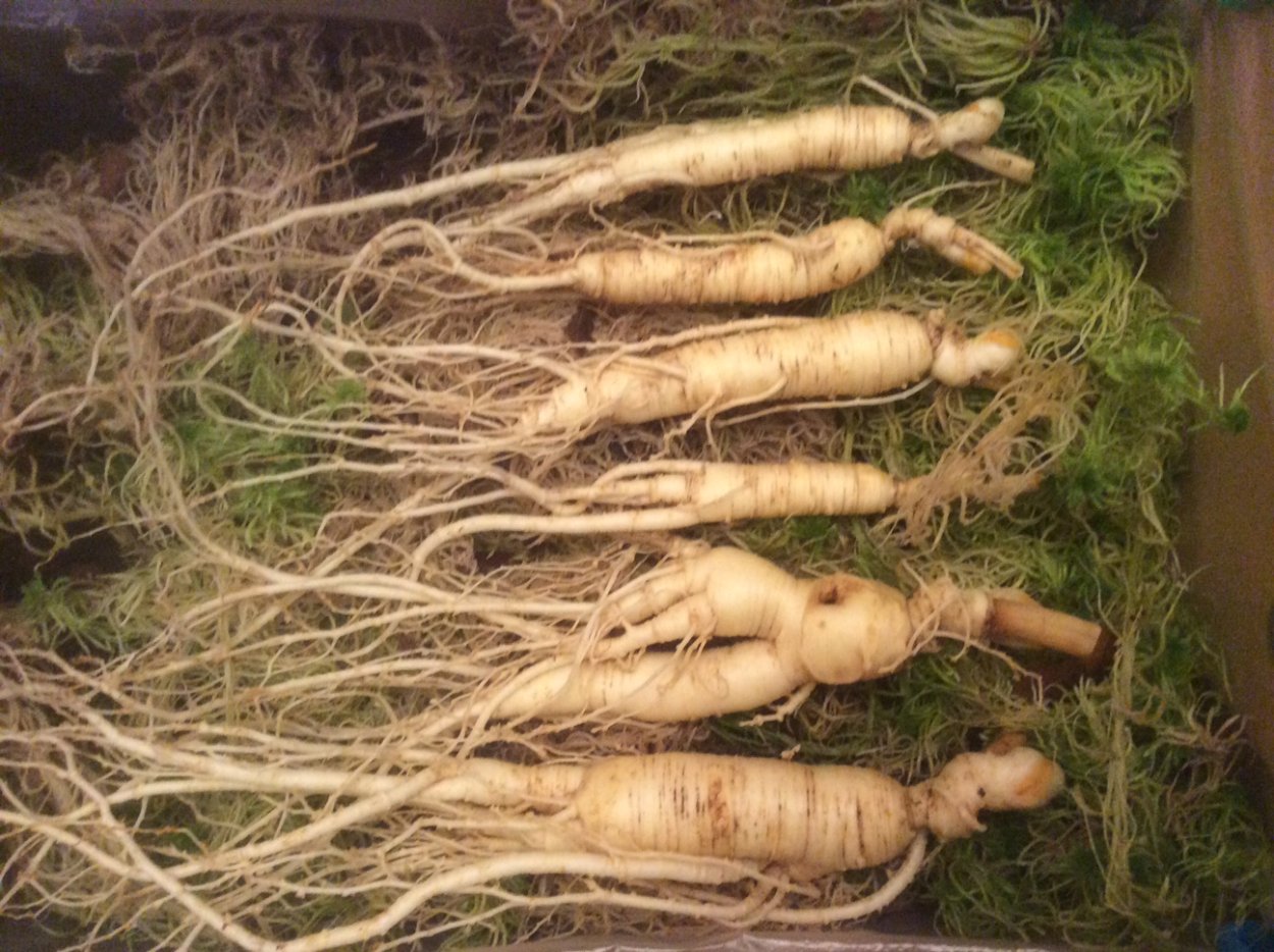 Нанайский женьшень