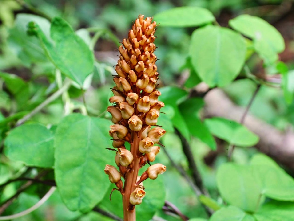 Пузатка Гастродия