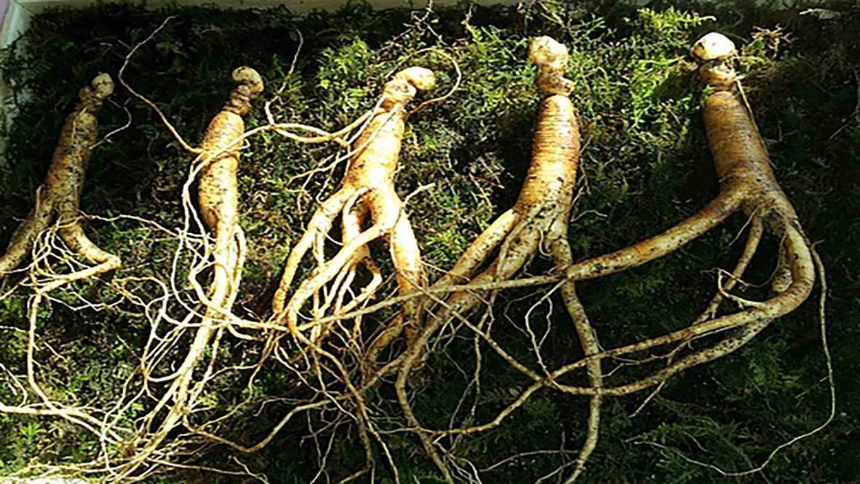 Бородатые корни