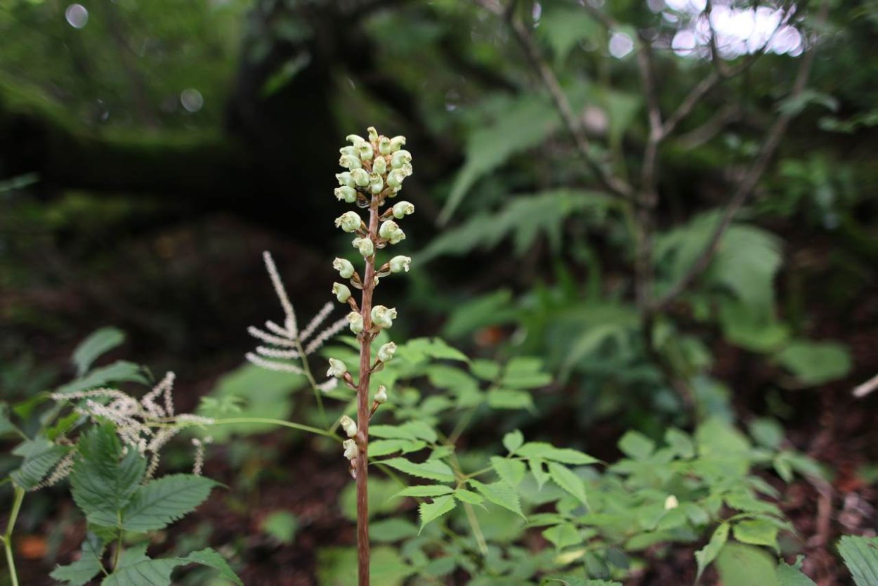 Гастродия высокая (пузатка)