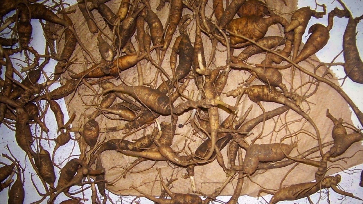 Корень дикого женьшеня