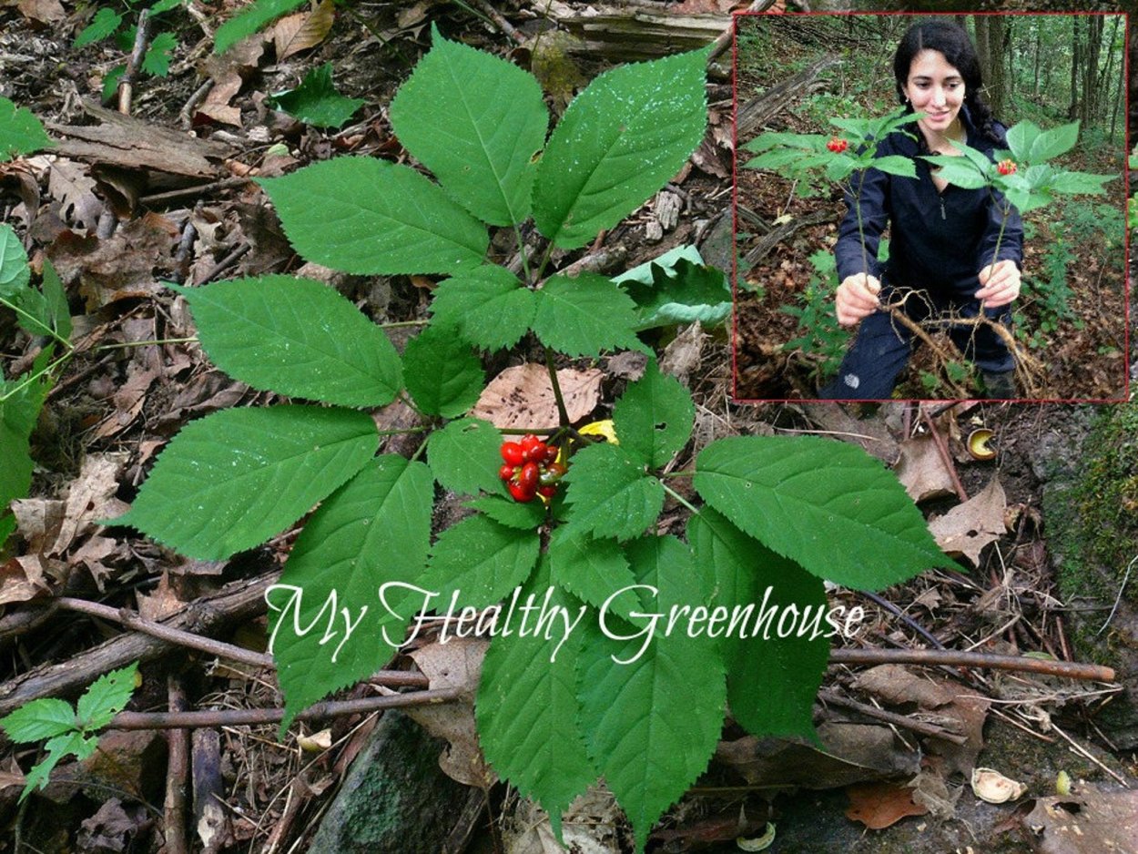 Фотографии Джейсона женьшень