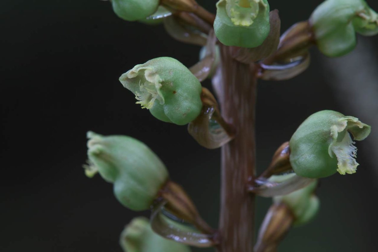 Пузатка высокая