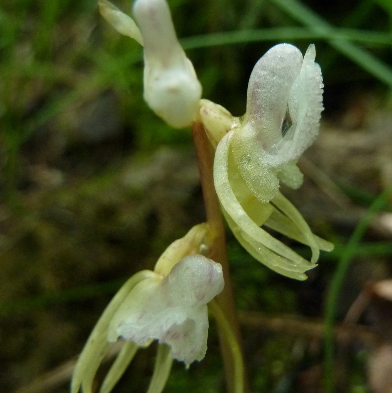 Надбородник безлистный
