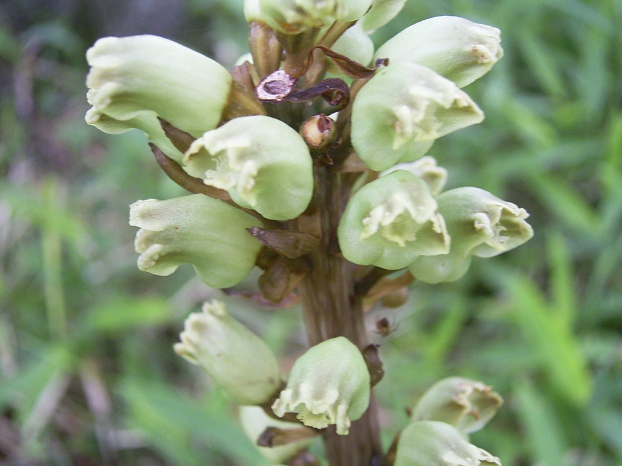 Гастродия Элата