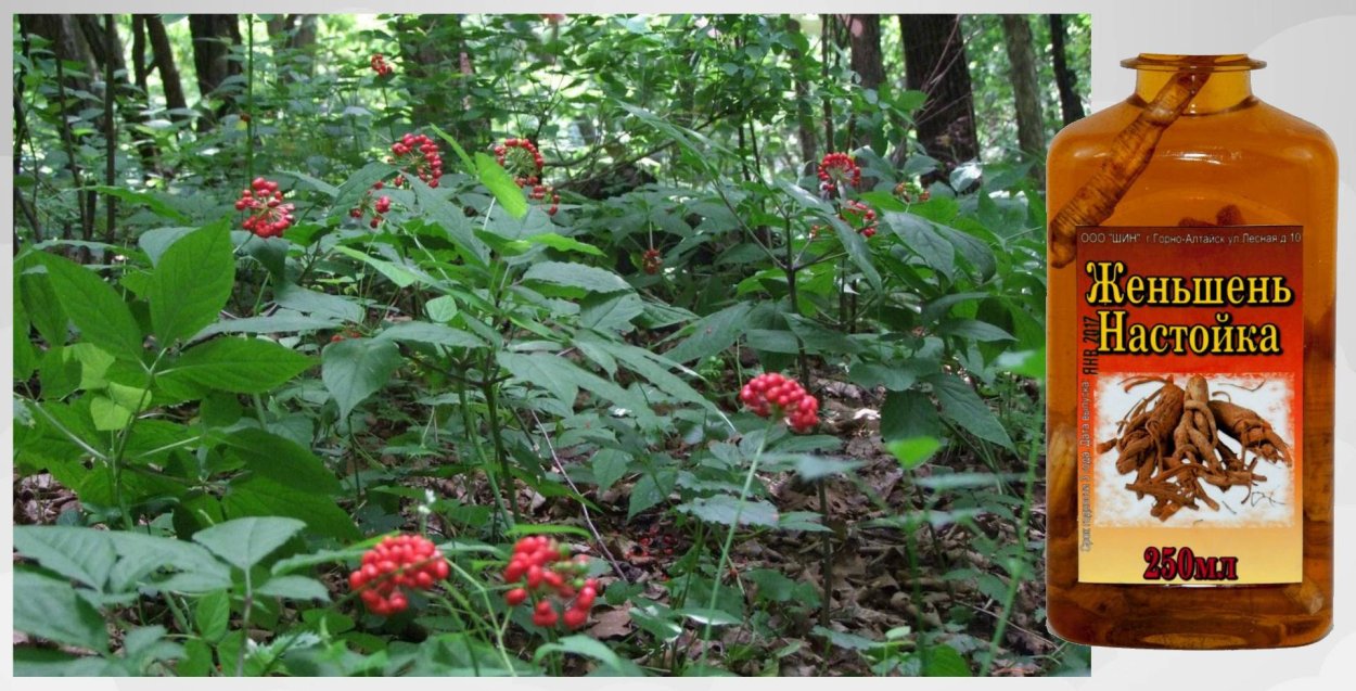 Женьшень Камелия