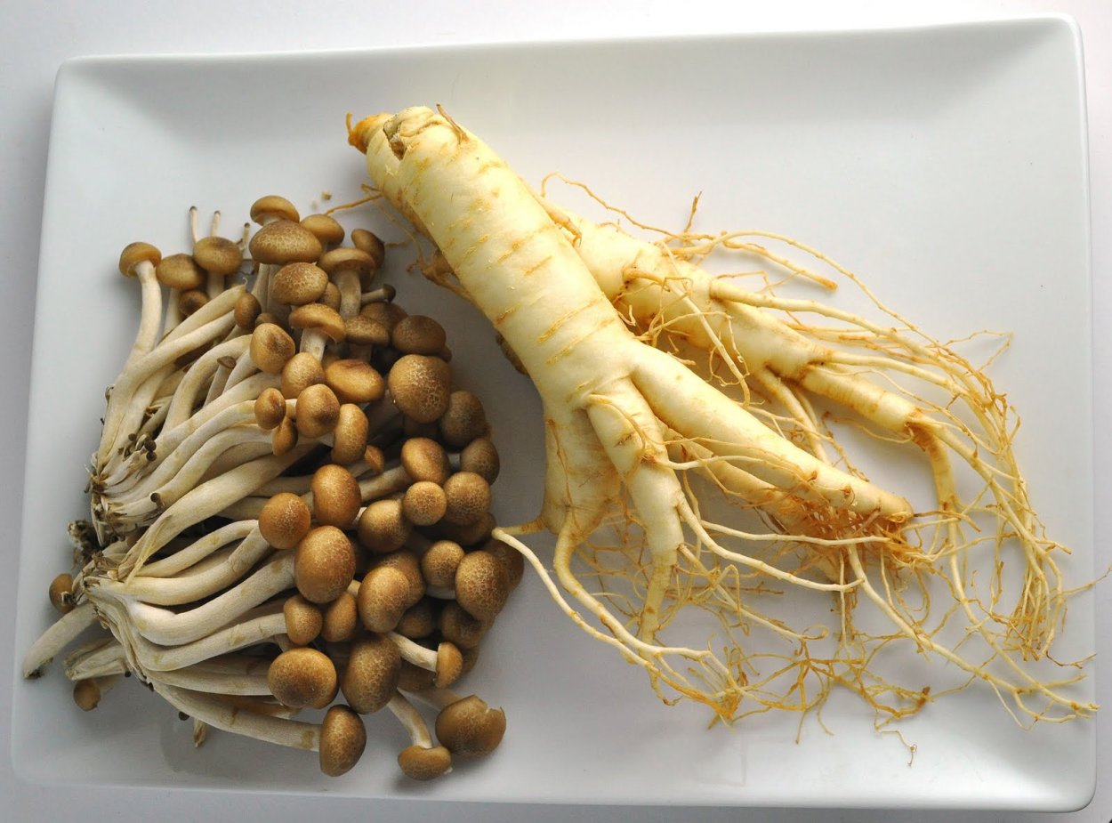 Женьшень обыкновенный корень
