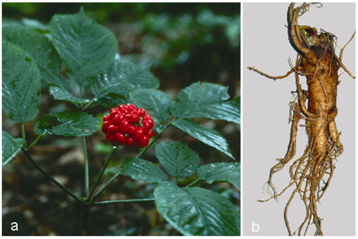 Женьшень питательный. Женьшень Панакс. Китайский женьшень Панакс. Уссурийская Тайга женьшень. Женьшень Дальневосточный.