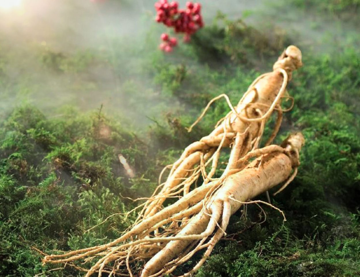 Женьшень Дальневосточный