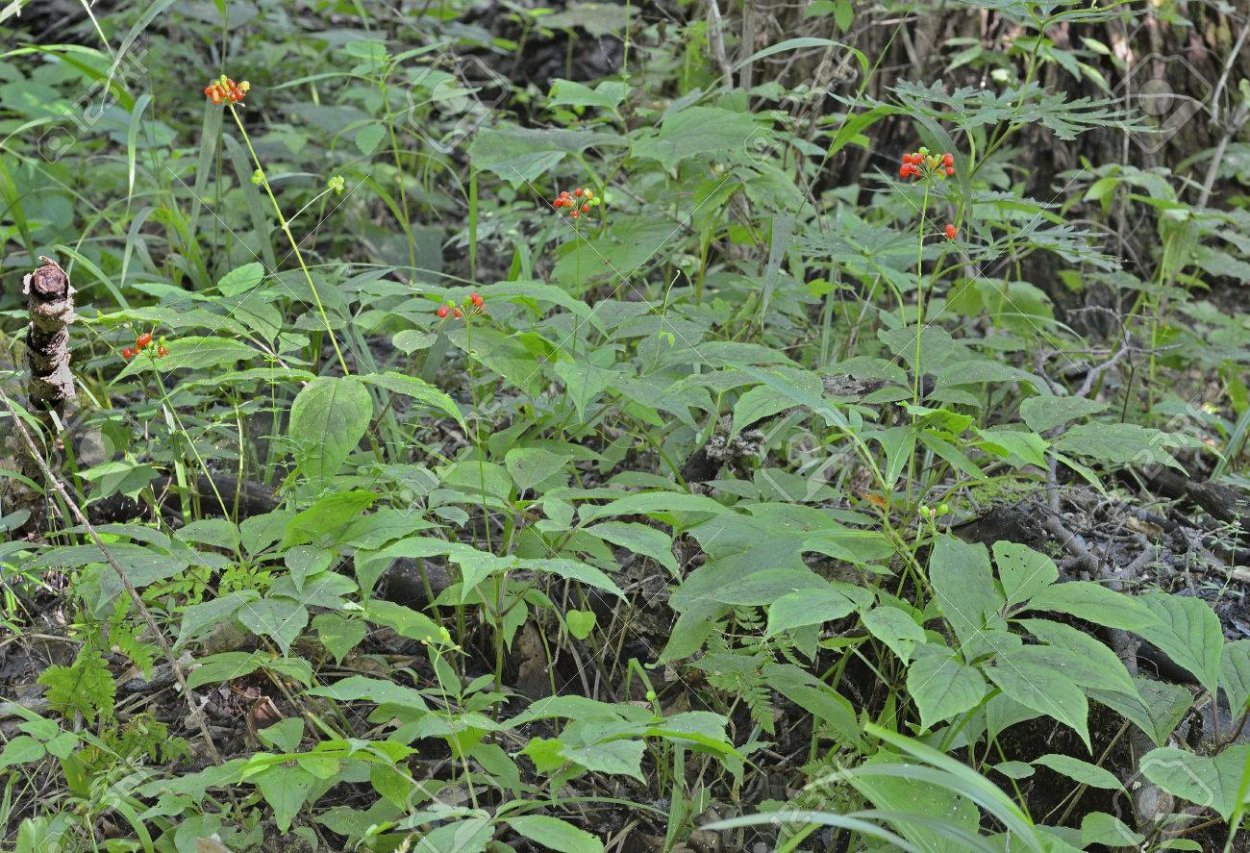 Дикий женьшень в Приморском крае