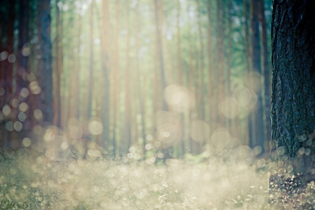 Фон природа размытый