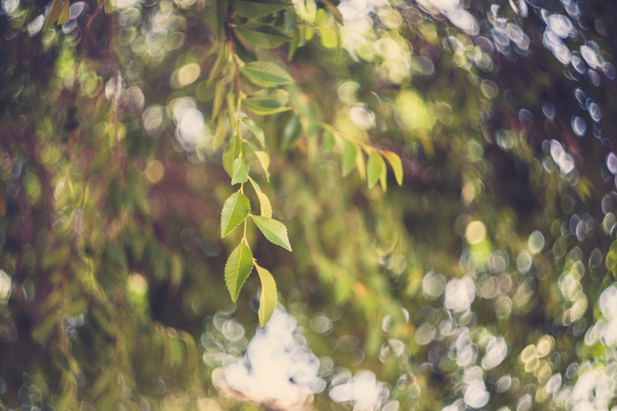 Деревья боке