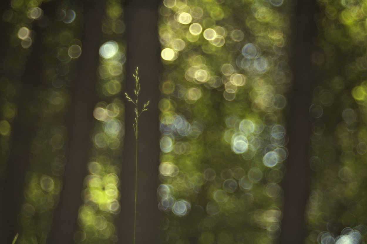 Размытый лес