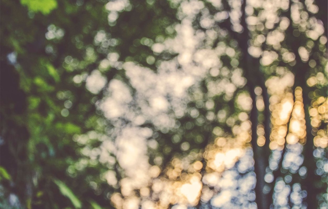 Размытый фон деревья