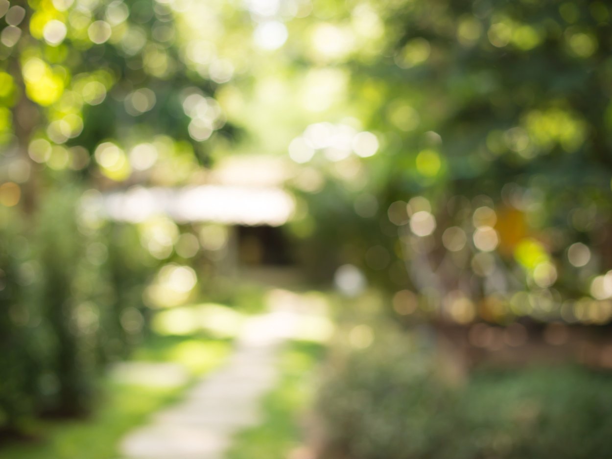 Размытый фон парка