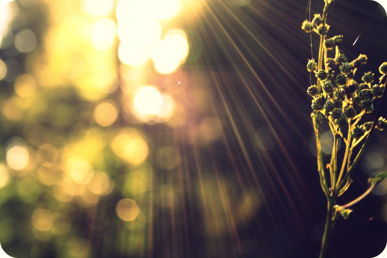 Боке солнечные блики