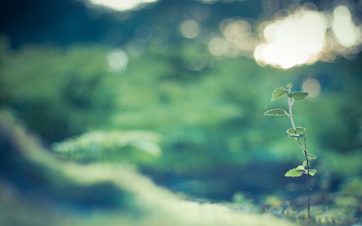 Мутный фон природы