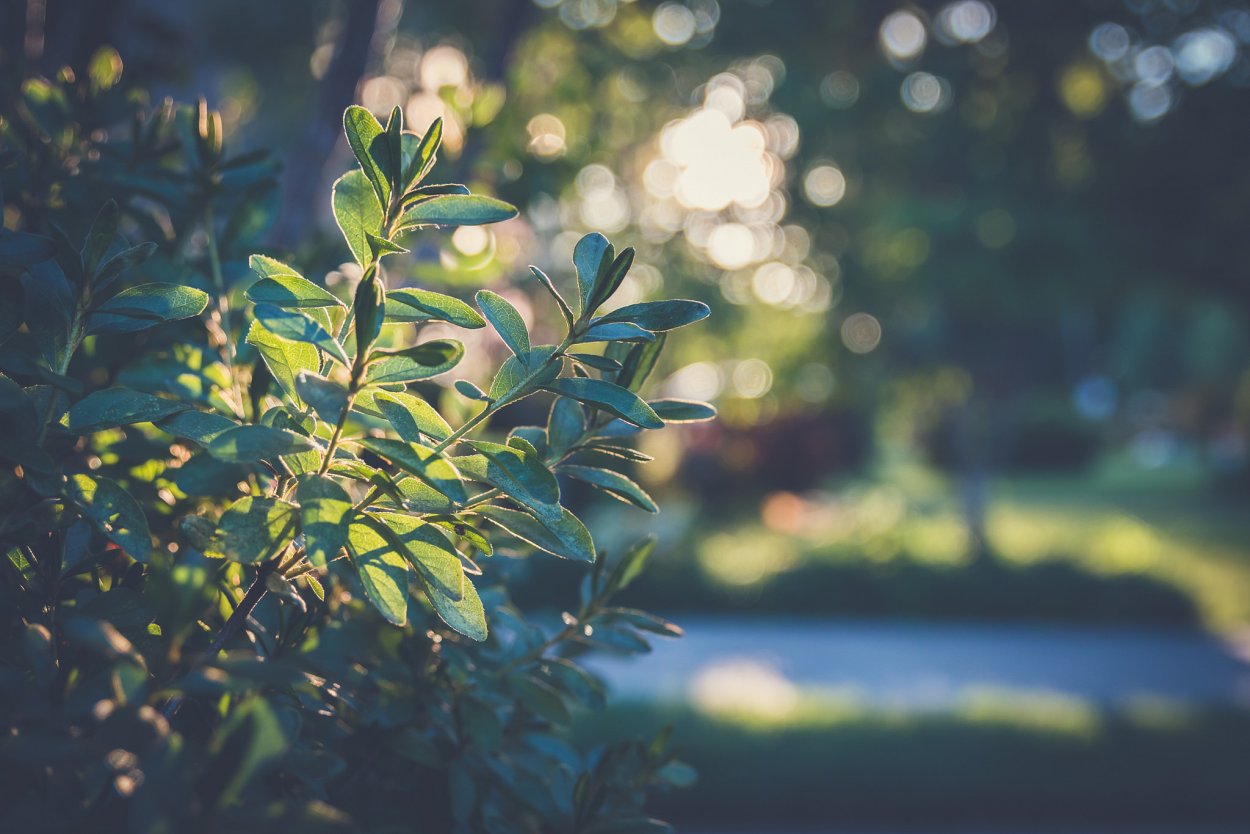 Лес трава боке