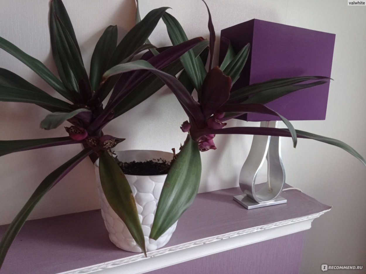 Цветок Пальма Рео