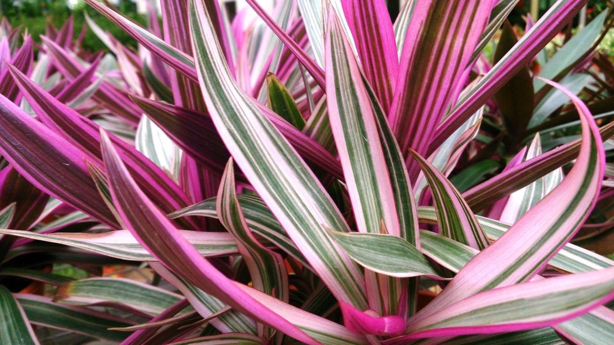 Традесканция spathacea Tricolor