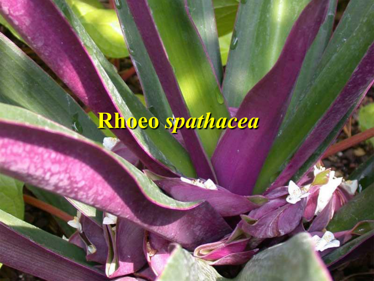 Rhoeo discolor