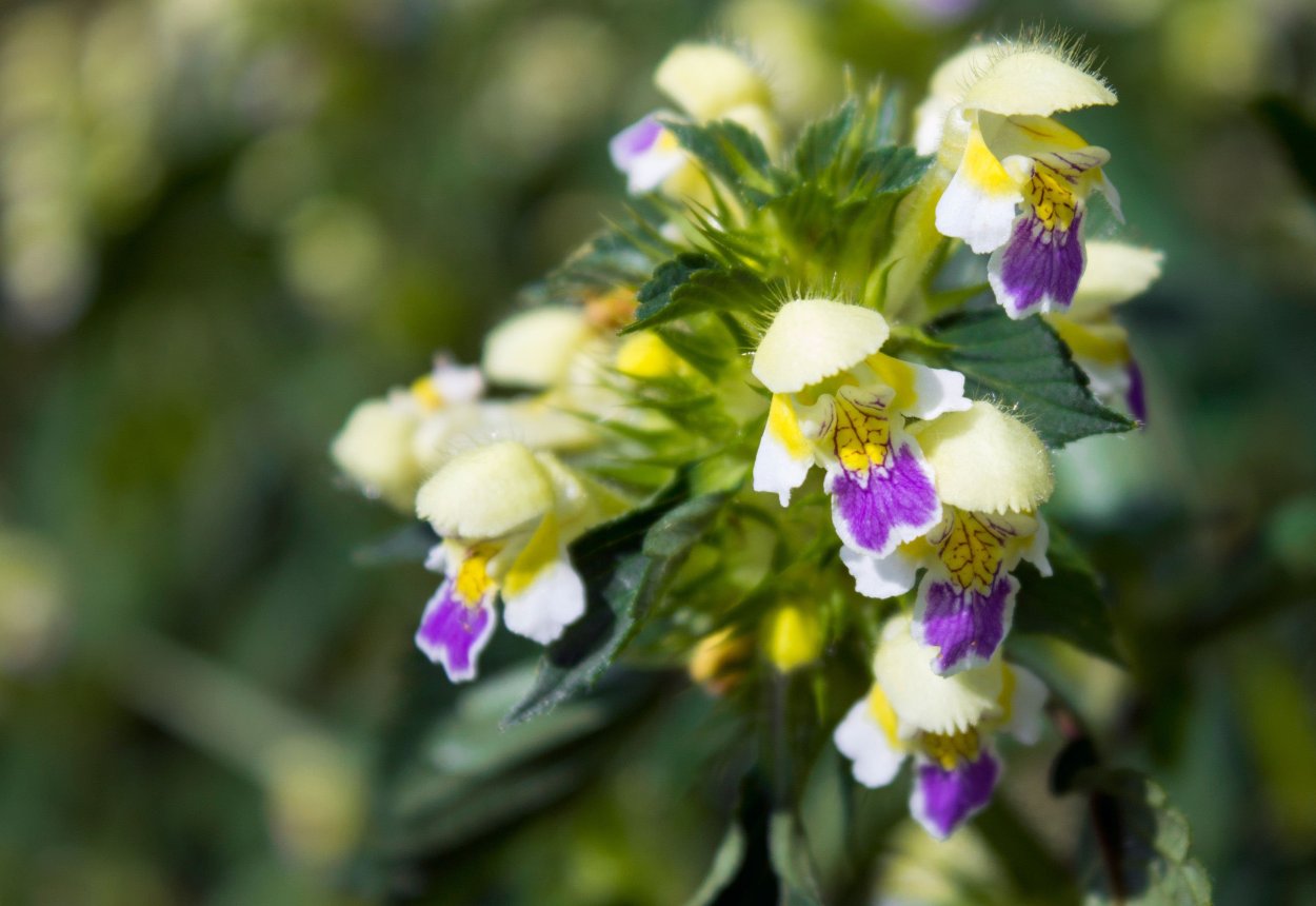 Пикульник зябра