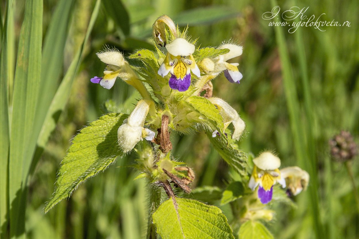 Пикульник зябра