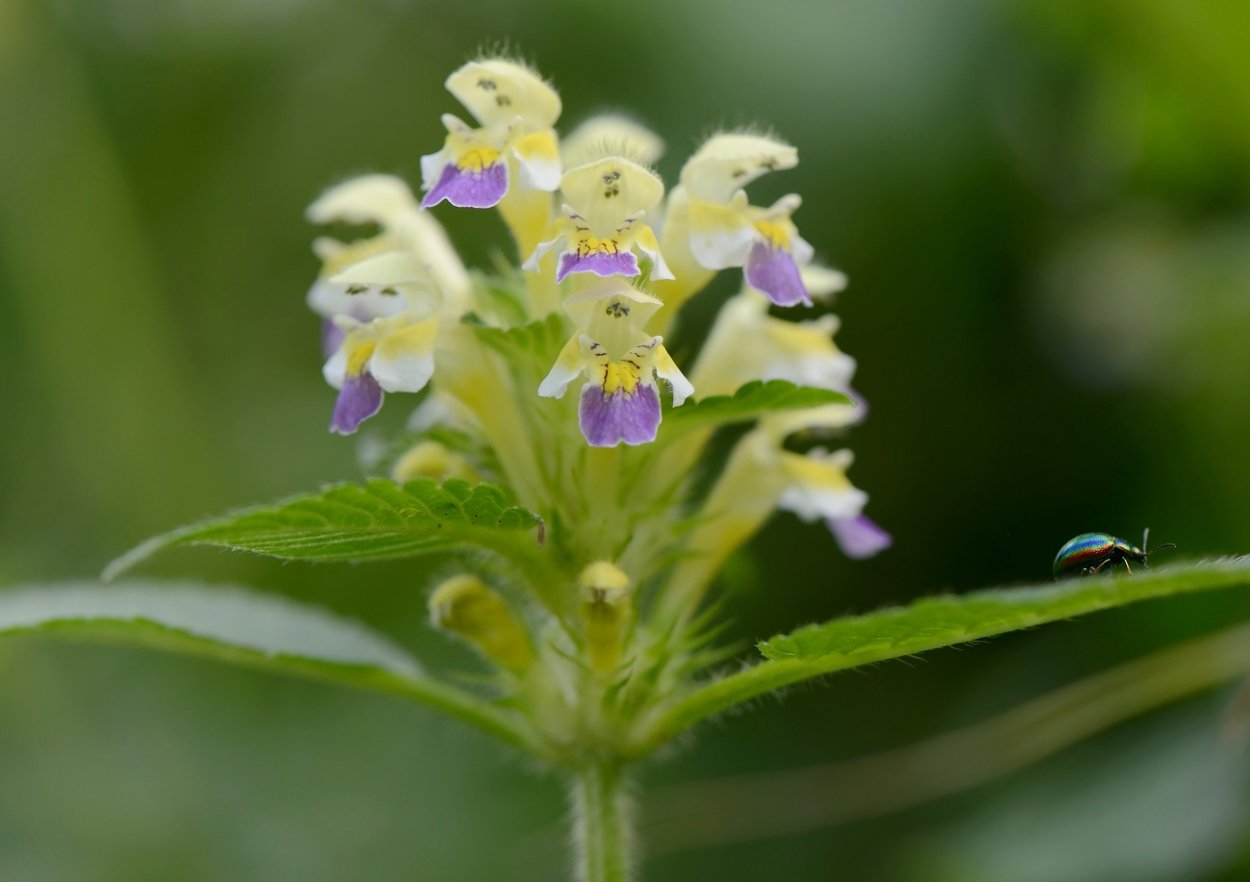 Пикульник жабрей