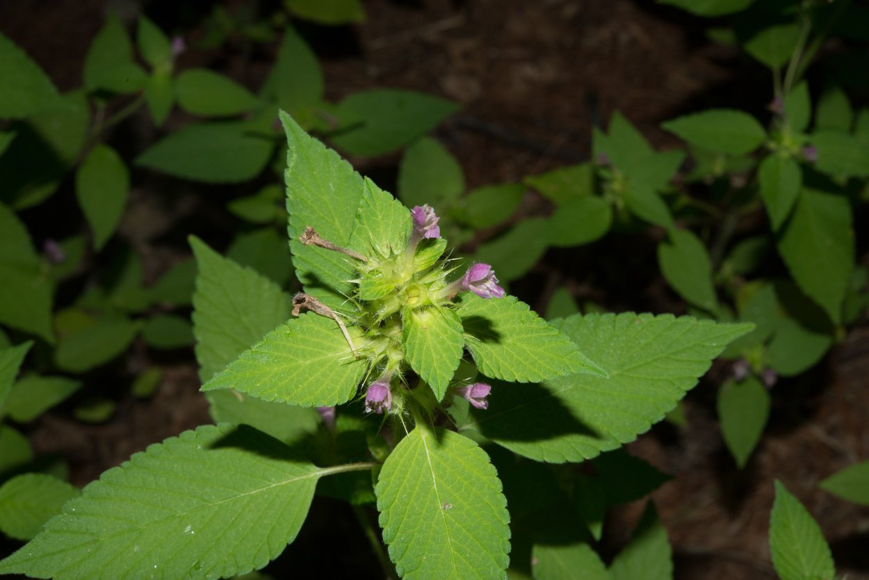 Калея закатечичи