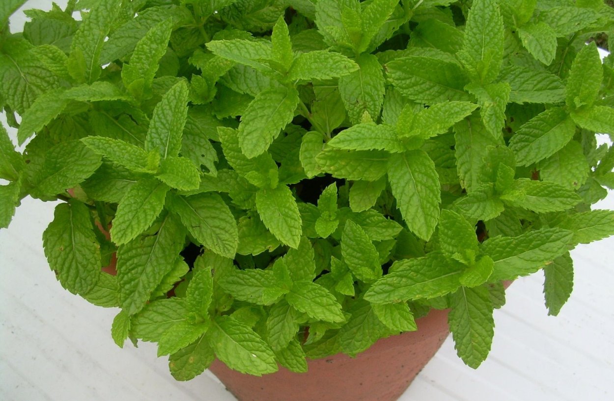 Мята перечная Крымская