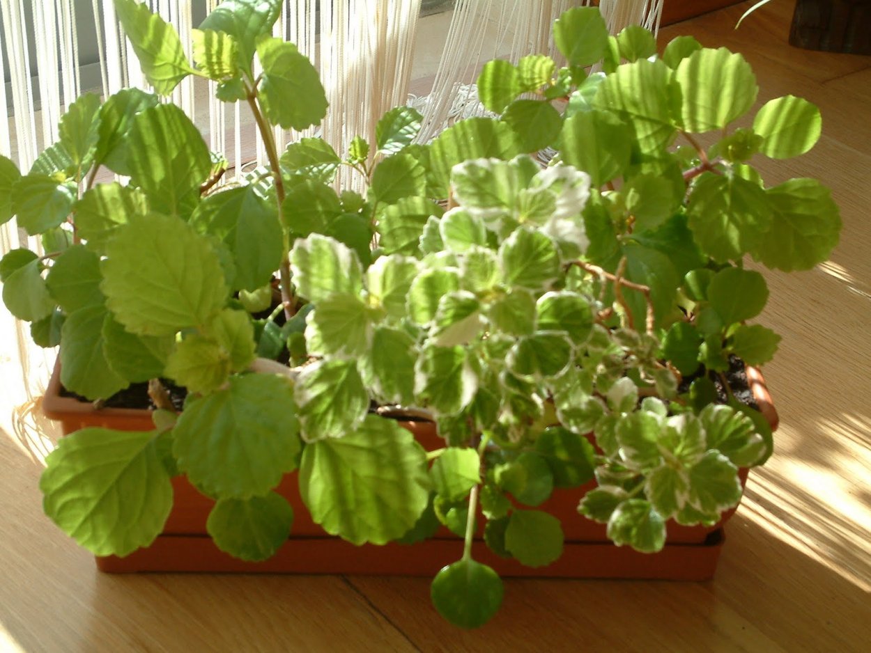 Плектрантус Южный