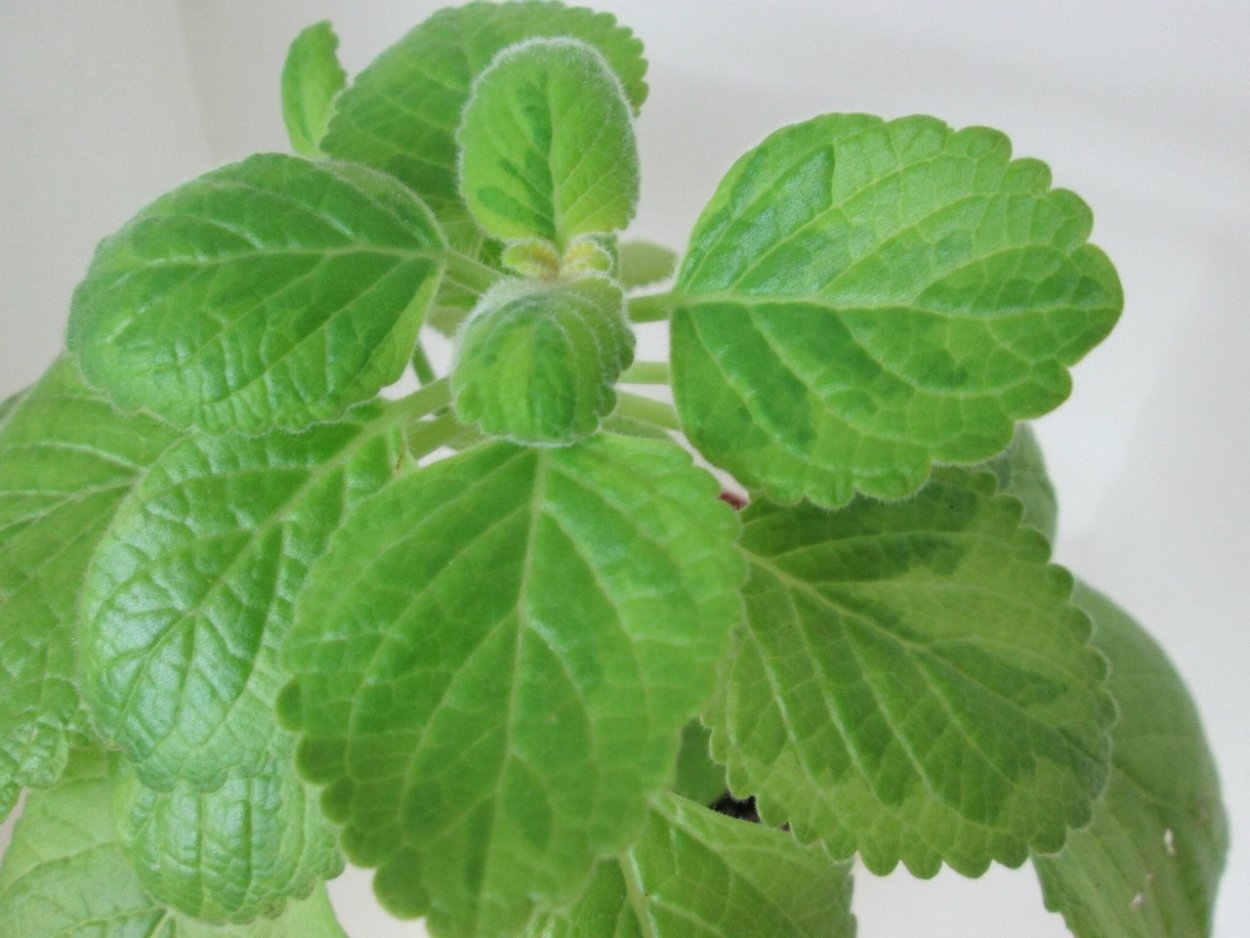 Plectranthus (плектрантус, шпороцветник