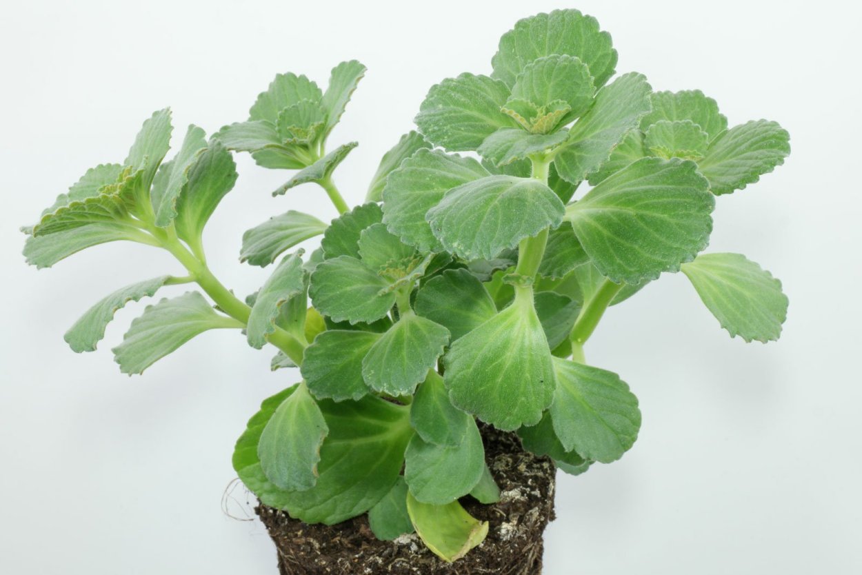 Плектрантус шпороцветник