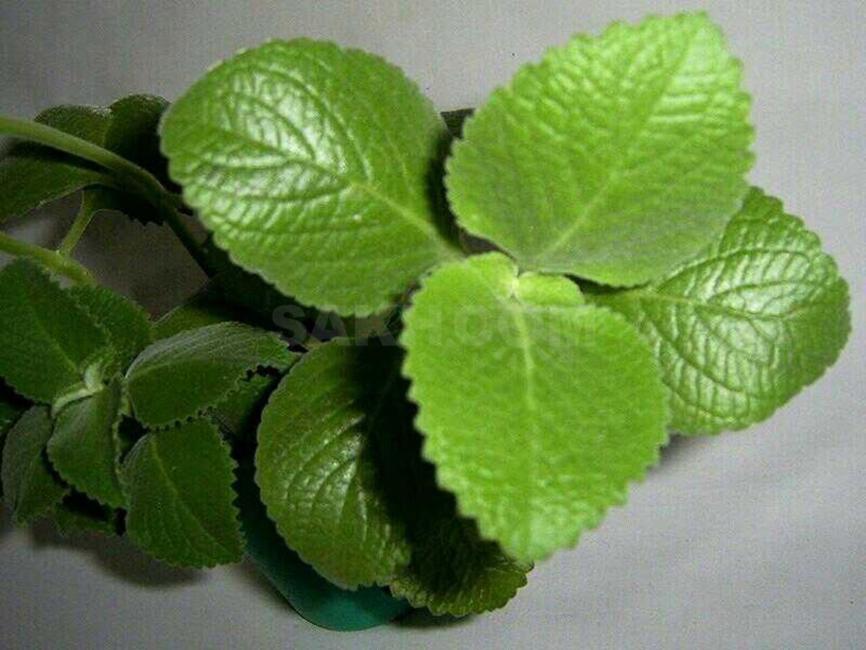 Мята плектрантус