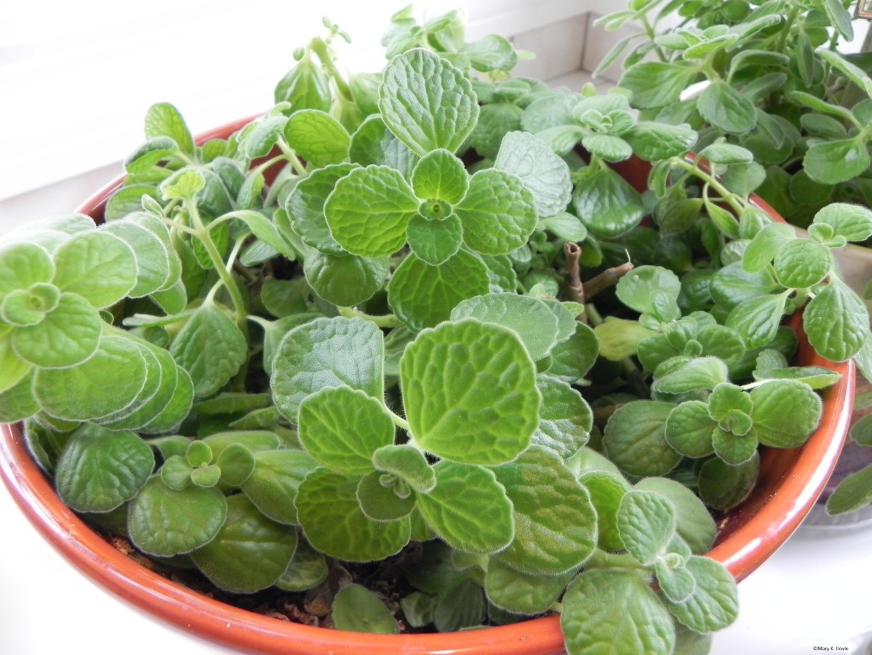 Плектрантус комнатная мята