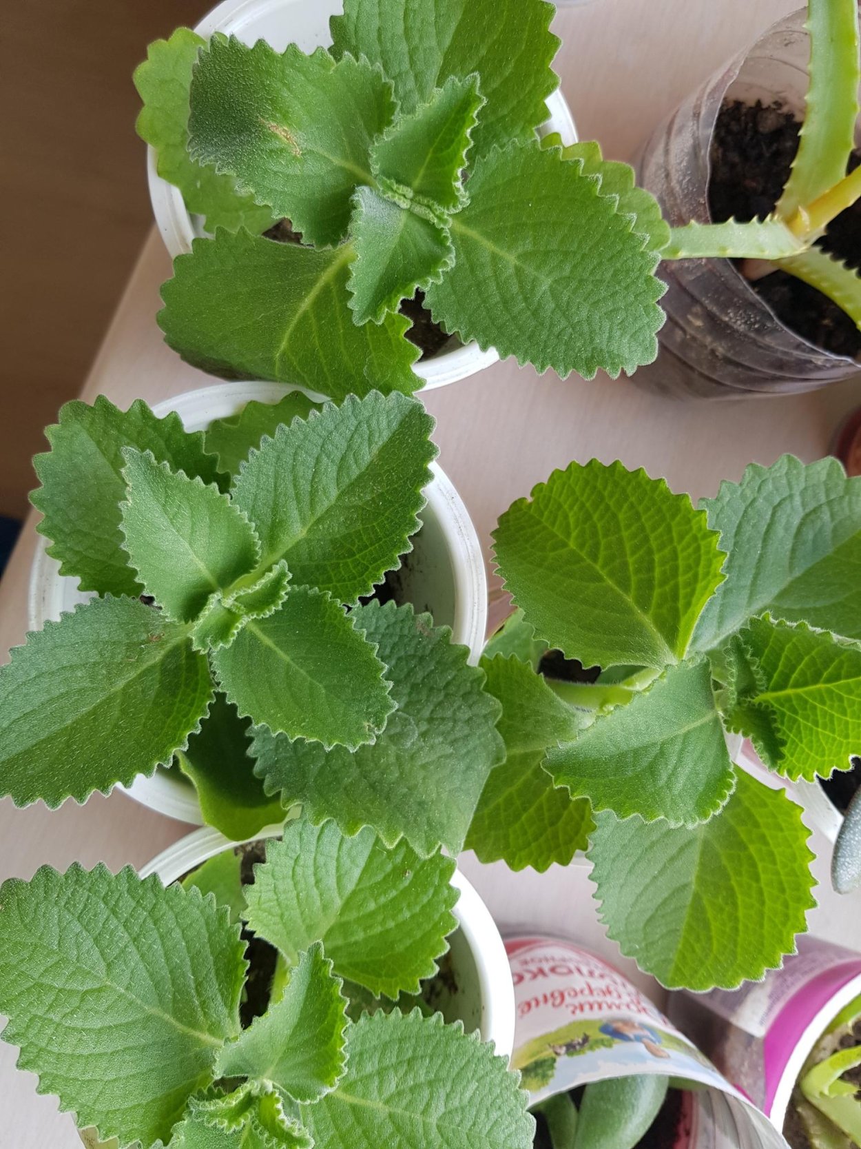 Домашняя мята плектрантус