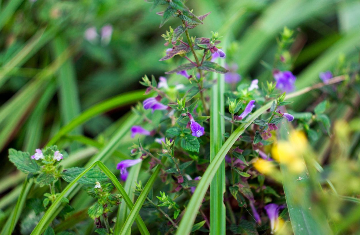 Пикульник узколистный Губоцветные