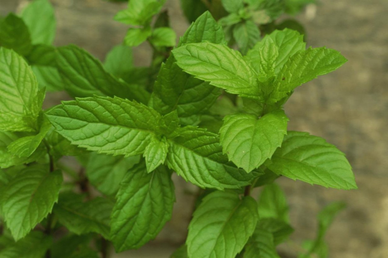 Мята Мандариновая tachi