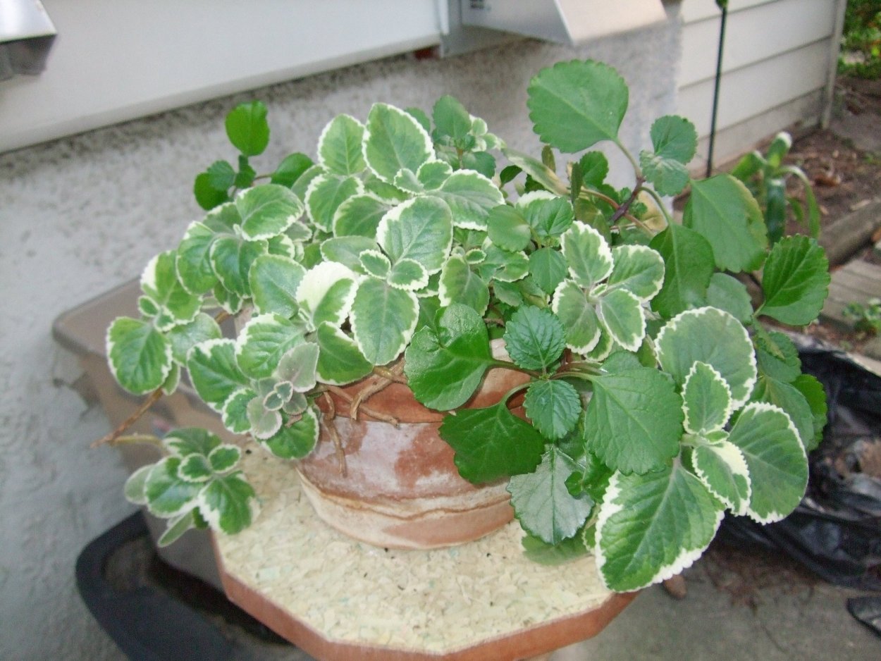 Плектрантус скутелларивидный