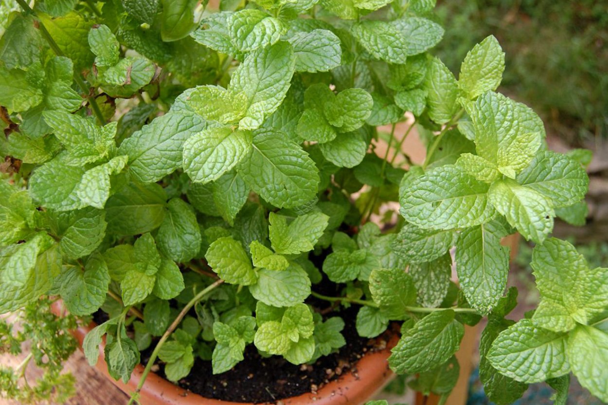 Мята Мелисса лимонник