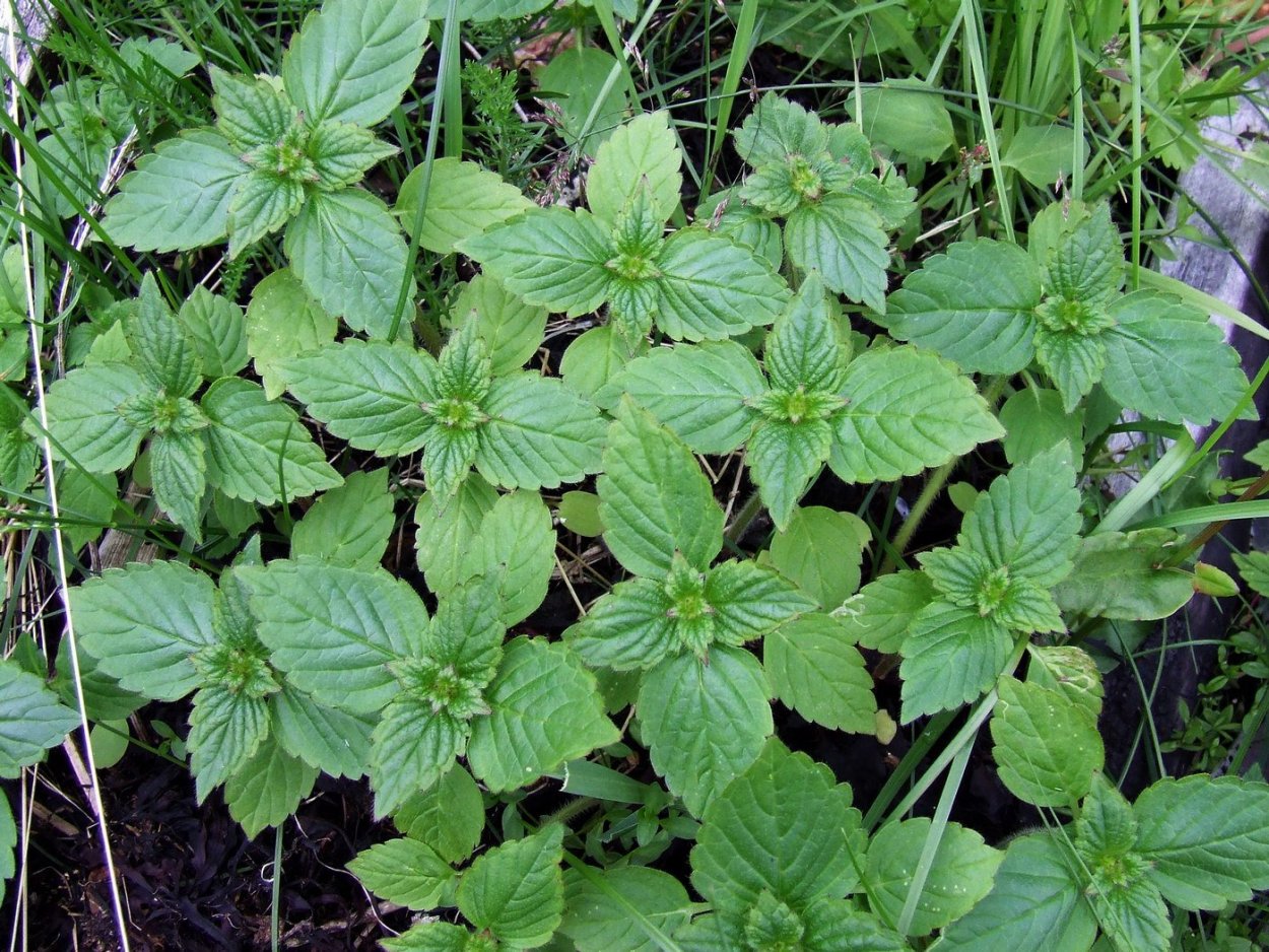 Пикульник обыкновенный