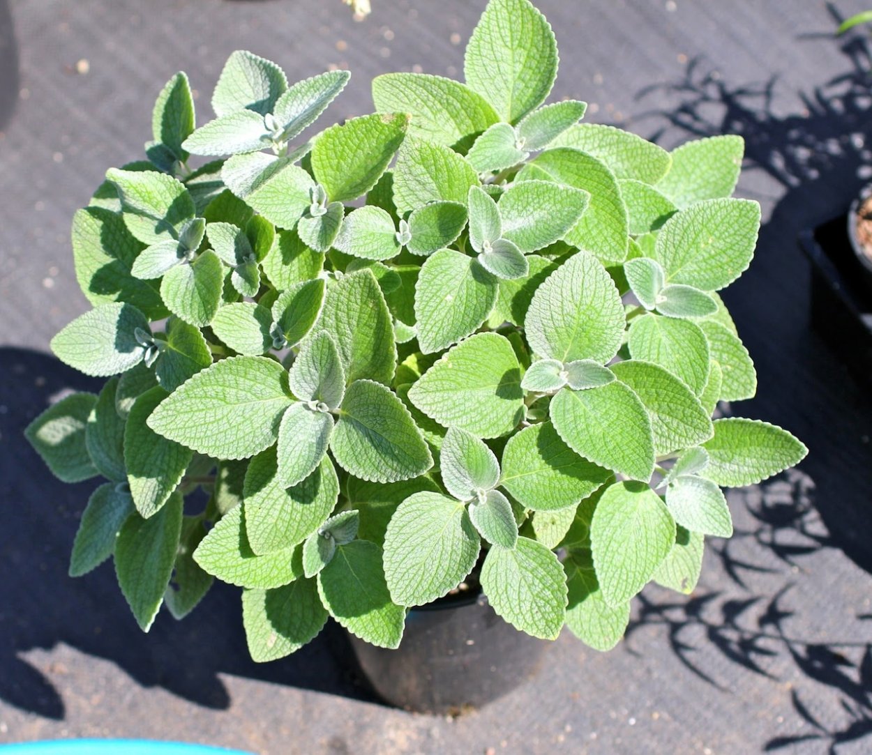 Плектрантус комнатная мята