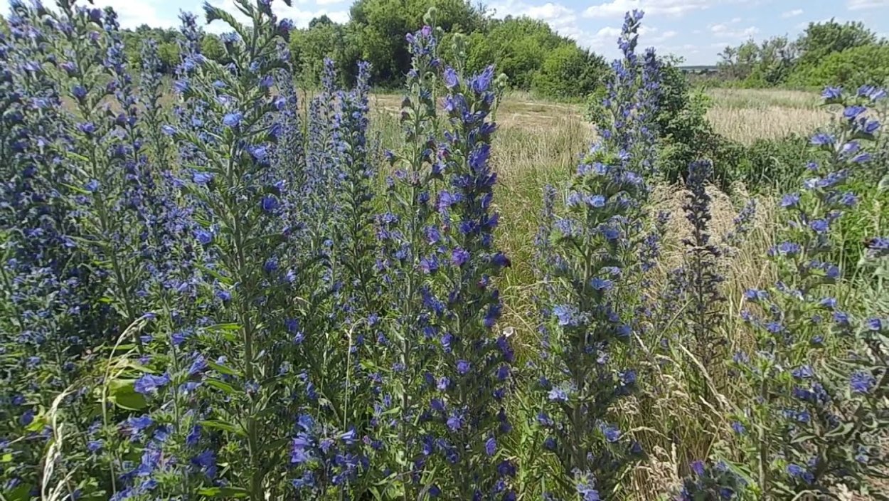 Андрей медонос Отыкен