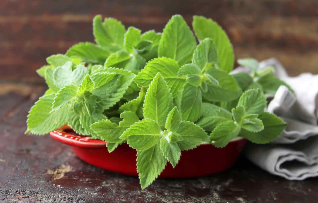 Росток мяты плектрантус