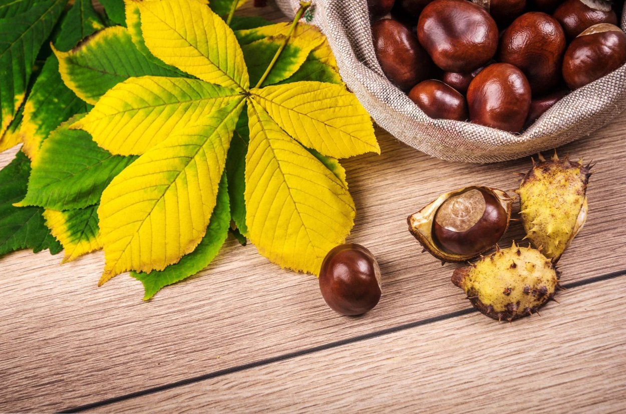 Каштан конский орех