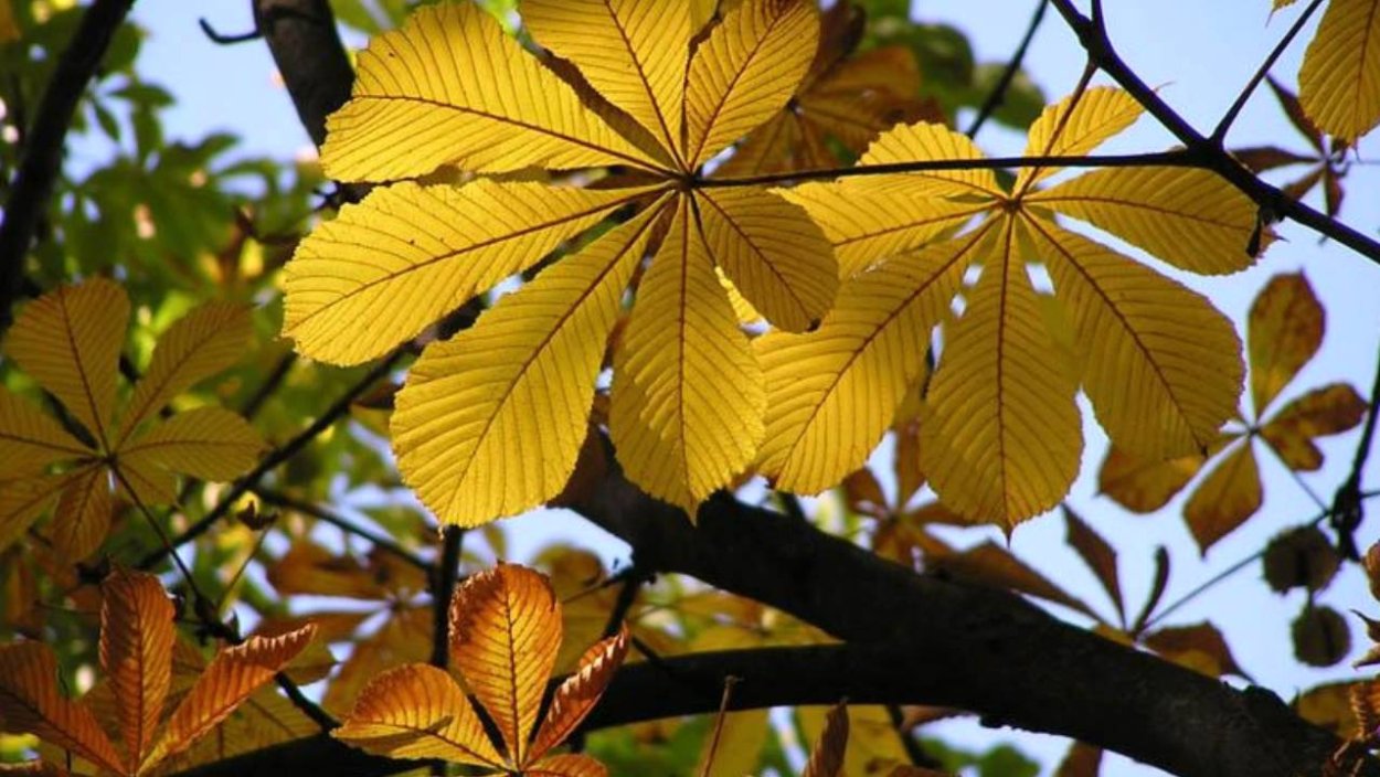 Каштан конский осень