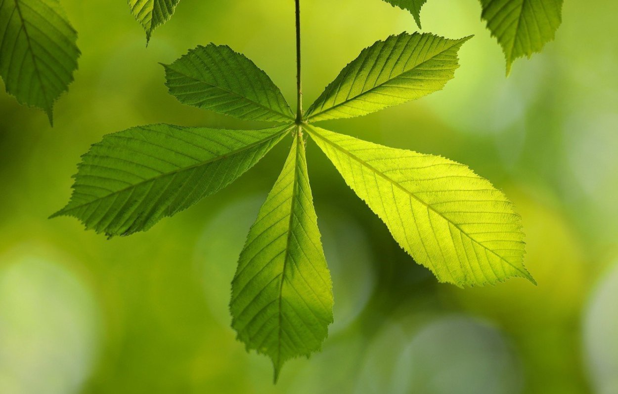 Листья каштана летом