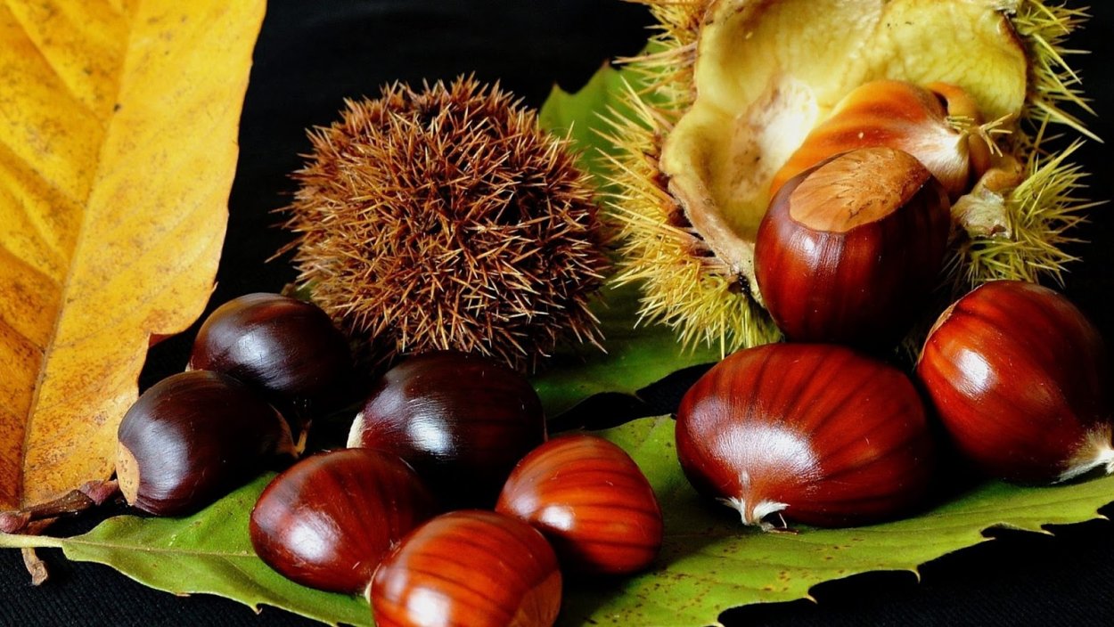 Каштан орех