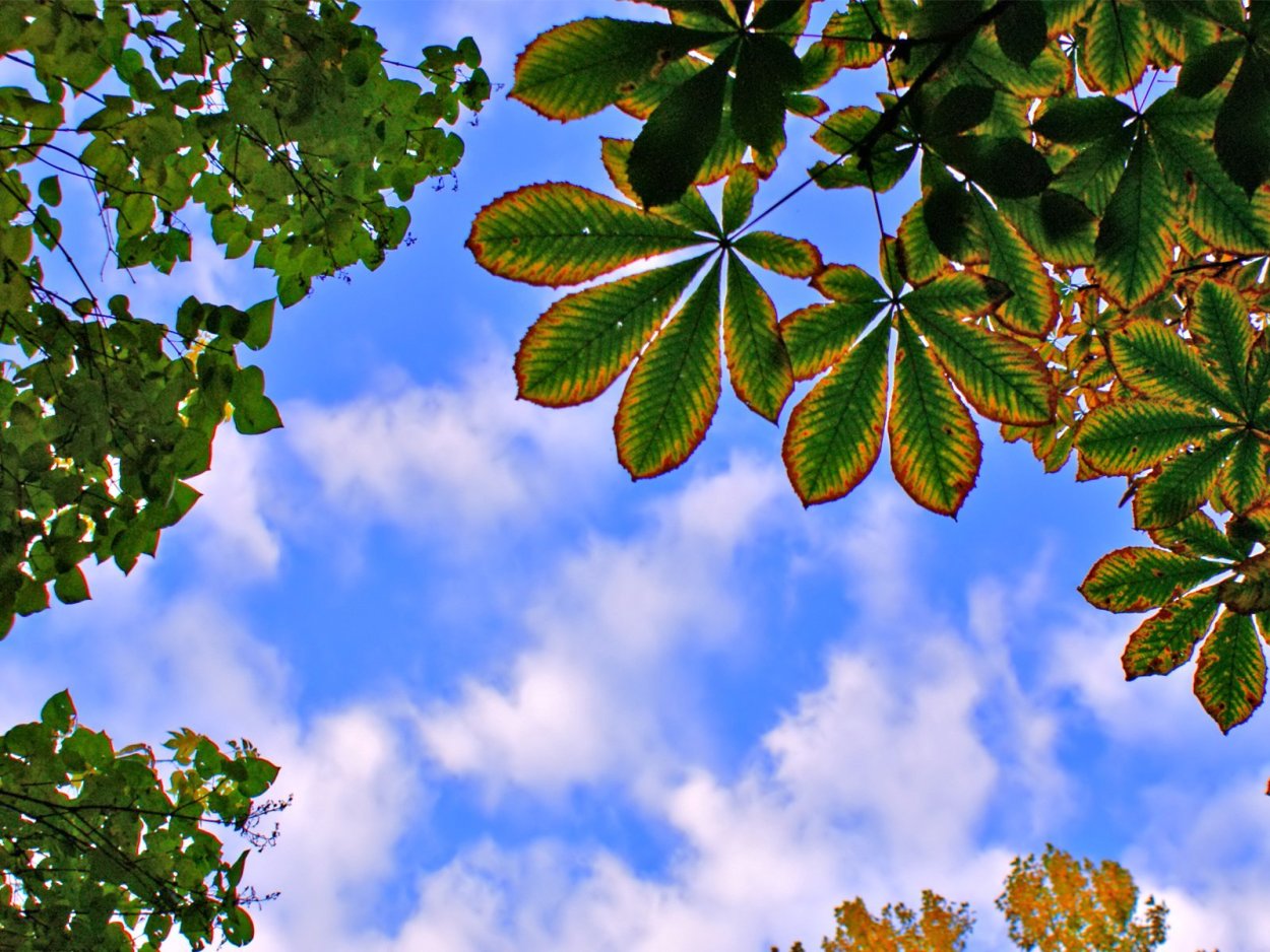 Листья каштана летом и осенью