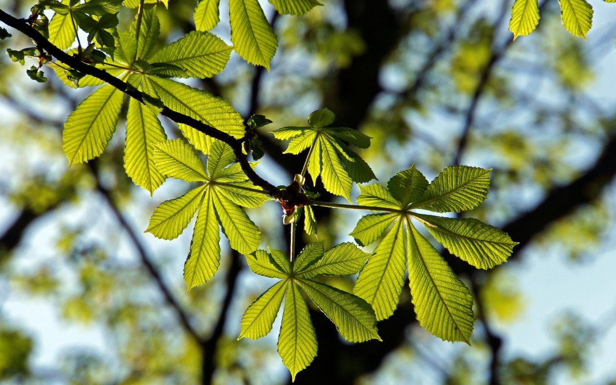 Каштан дерево листья